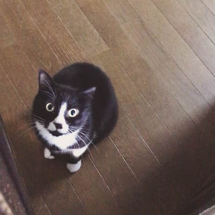 もじゃころのインスタグラム：「廊下が大好きだからお部屋には入りたくないけど、ひとりじゃつまんないから私に廊下に来いって言ってるたぶん…😂😂😂 #鼻にんにく黒コロ」