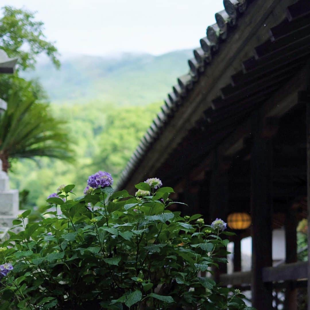 奈良 長谷寺 / nara hasederaさんのインスタグラム写真 - (奈良 長谷寺 / nara hasederaInstagram)「#入梅 、#紫陽花 の向こうに薄い#虹🌈  The #rainyseason has entered.  #Hydrangea looks happy.  There was a #rainbow in the distance.  #長谷寺 #奈良長谷寺 #総本山長谷寺 #花の御寺 #奈良 #hasedera #hasederatemple #temple #japan #japanesetraditional #pilgrimage #nara #tourism #sightseeing #japanesetemple #西国 #西国三十三所 #霊場 #巡礼 #四寺巡礼 #長谷寺が好き」6月10日 17時44分 - hase_dera