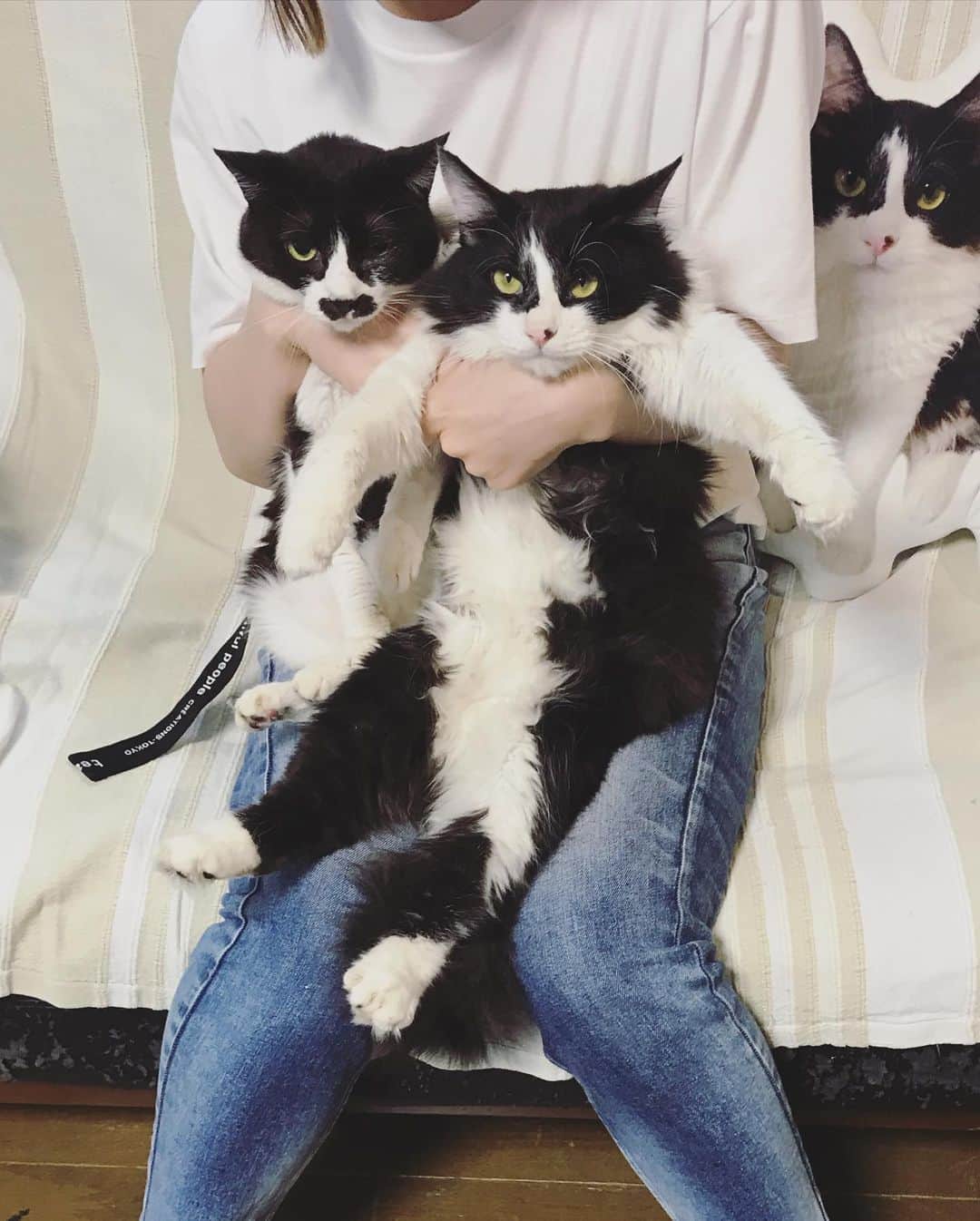 もじゃころのインスタグラム：「チョッチュ具志コロペッペ🐱と坂東玉隠しクマ丸🐻です！2人とも眠そうにしてたのでおとなしく一緒にお膝に乗ってくれました😂 過去画像と比べるとばんどぅほんとにおっきくなった😂この調子でいけば来年はスダだな❤️ #坂東玉隠しシャシャ丸 #チョッチュ具志コロペッペ #あいちゃんの膝の上  #水曜日の悪夢」