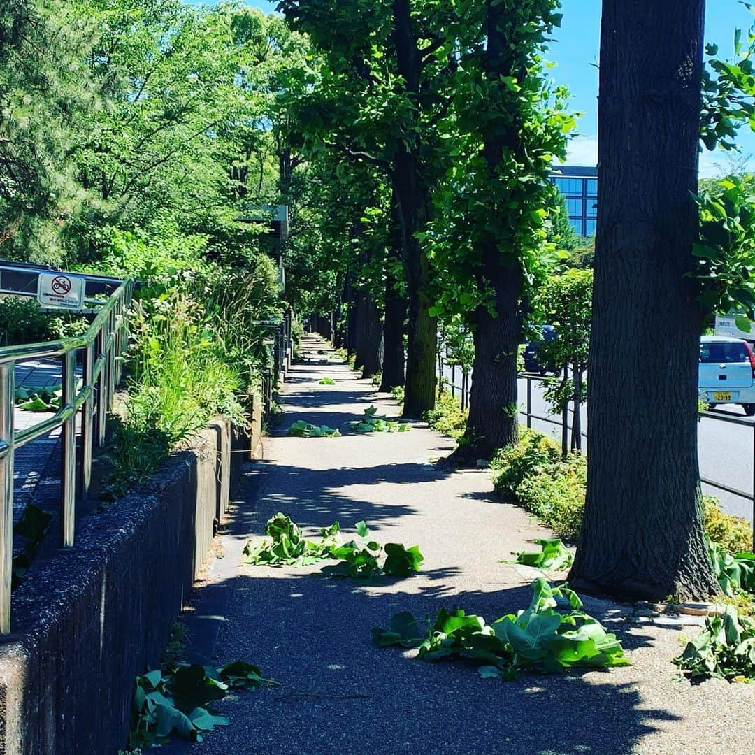 皇居ランナビのインスタグラム：「今日は午後から風が強くなり、千鳥ヶ淵公園付近の皇居外周では、こんなに街路樹の枝が落ちていました💦  これから皇居ランする方は、足元だけではなく、頭上にもご注意下さいねー❗️ 拾って帰って、花瓶に挿してもいいくらいの見事な枝っぷりでした😆  #皇居 #皇居ランナビ #皇居ラン #皇居ランナー #おもてなしランナー #ランニング #ハシリマスタグラム #running #runner」