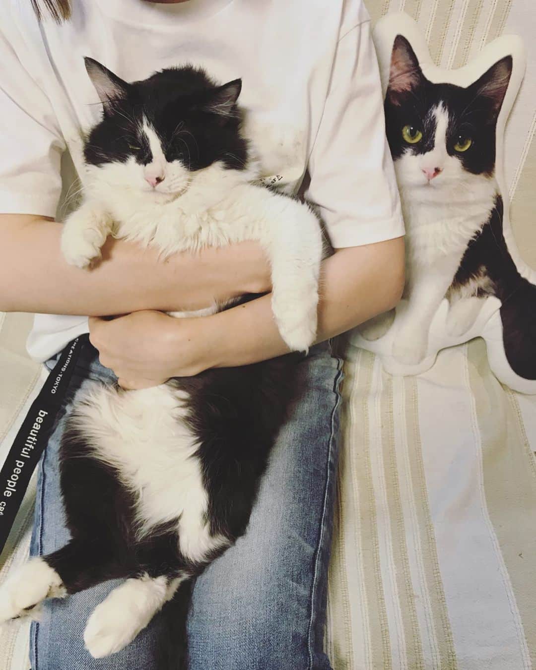もじゃころのインスタグラム：「@aisdelu.japan さんのばんどぅクッションですが、届いた時にはまだだいぶクッションの方が大きかったのに、なんだかこの40cmクッションが小さく見えるのは気のせい…？🥺🥺🥺ばんどぅ…久々に体重測ってみようかな…🥺🥺🥺 なんかばんどぅデカいって話題しかなくてすいません🥺🥺🥺笑  このクッションハードに使っても全然ヘタれないし激かわいいしほんとにおすすめです✨  10％OFFクーポンあります😸→【ig10off】  #坂東玉隠しシャシャ丸  #ボーダーコリ男  #Aisdelu #aisdeluクッション #アイシテル #愛してる #ペットクッション #オリジナルクッション #ペットオーダークッション #うちの子グッズ」
