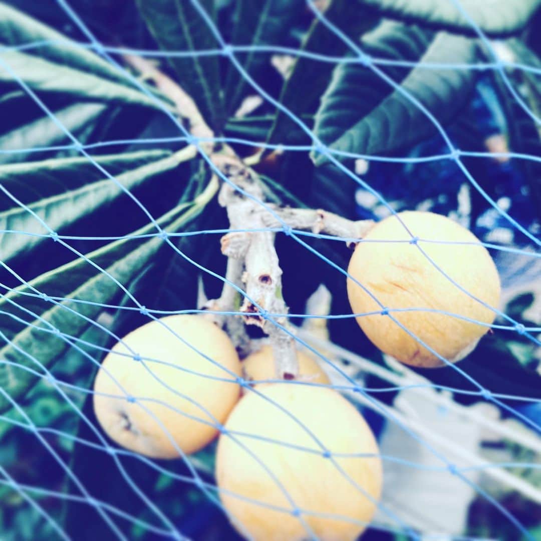 のインスタグラム：「#fruits #biwa #yellow #street #three #hope」