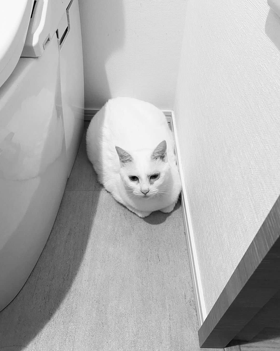 花津ハナヨさんのインスタグラム写真 - (花津ハナヨInstagram)「トイレのドアを開けると、個室で寛いでる確率高い🐱 なんで来たん？みたいな、とても迷惑そうな顔をされる。 このごろ魔美さんがトイレを気に入ってしまったので、頻繁に床拭きしてきれいを保つようになりました… #cat #白猫」6月10日 9時43分 - 872874