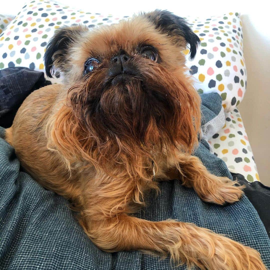 Digby & Aloのインスタグラム：「This is what happens when you know you’re cute. You flaunt it.」