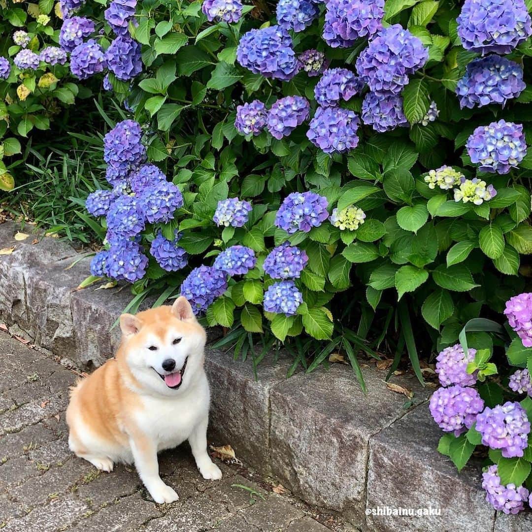 Kazumi-Gakumamaさんのインスタグラム写真 - (Kazumi-GakumamaInstagram)「お散歩で見付けた紫陽花がキレイだったﾜﾝ➰🐕🐾♫•*¨*•.¸¸♪ *  百合のお花も満開だったｮ~✨ *  ママは、お花にはあんまり詳しくないけど、カサブランカとスカシユリかな~？🤔って言ってたよ😅 *  さくらの散歩道は、いつもボランティアの方々がお手入れしてくれるから、一年中キレイなお花が咲いているんだｮ−🌸🌹🌷 🐾----*----*----*----🐾 When I took a walk, I found a lily flower and a hydrangea🐕🐾♫•*¨*•.¸¸♪💠✨ 🐾----*----*----*----🐾 #柴犬 #岳 #柴犬岳 #柴犬ガク#gaku #shibainugaku #shiba #shibainu #shibastagram #いぬすたぐらむ #dogsofinstagram #pecoいぬ部 #pecotv #ふわもこ部 #ワンフルエンサー  #Hermoso #weeklyfluff #🐕📷 #コロナに負けるな #お散歩 #百合 #紫陽花 #20200610」6月10日 10時30分 - shibainu.gaku