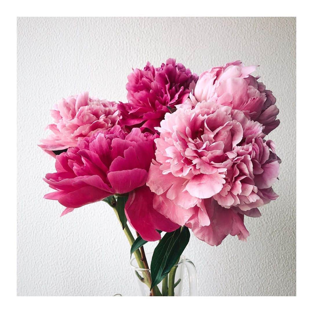 RisaWisteriaのインスタグラム：「一番好きなお花🌸 まん丸だったのにすぐに開いて 散り始めちゃった、、 夏は切花がもたないね💦  #peony#flowers#pink」