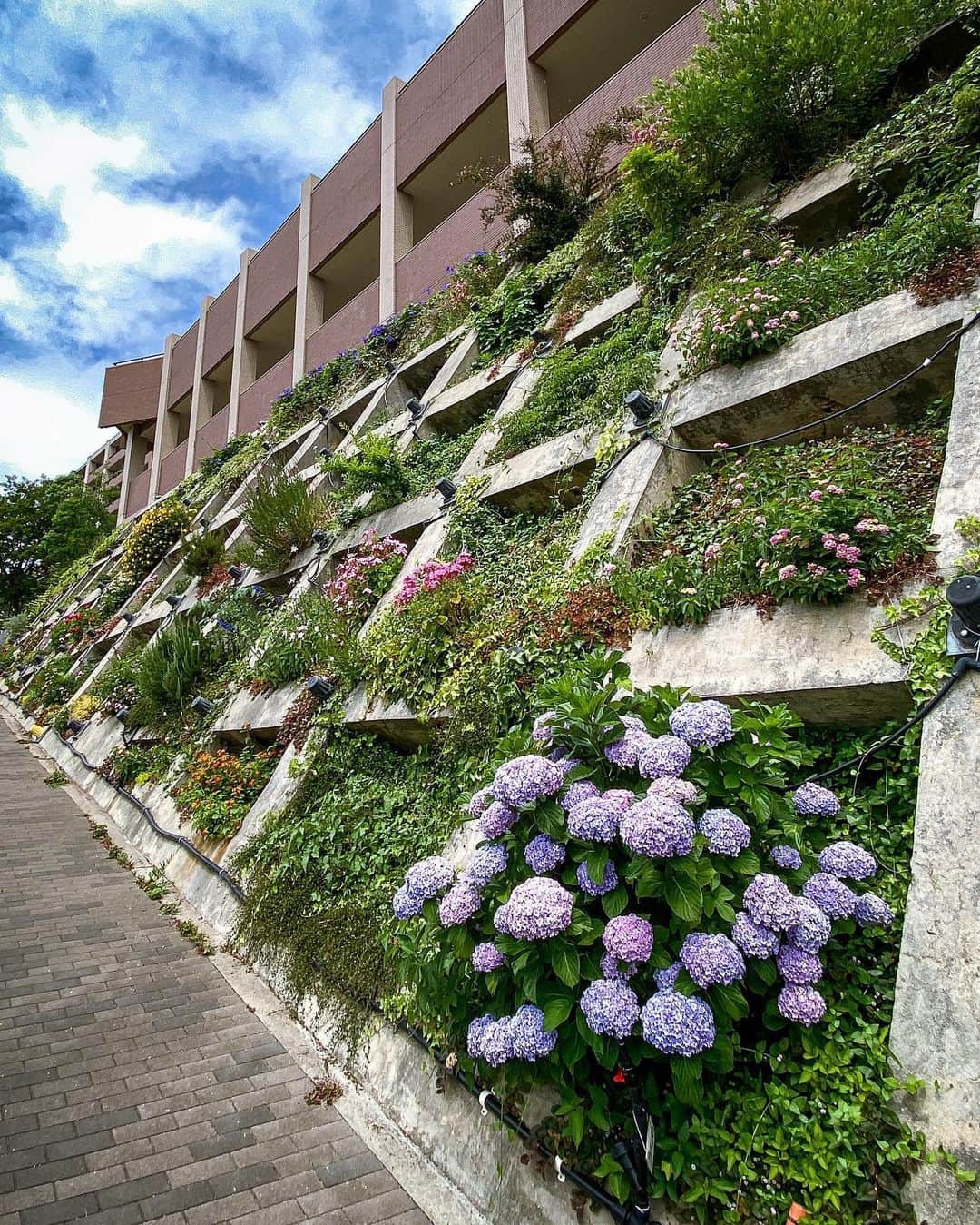 一級建築士事務所hausさんのインスタグラム写真 - (一級建築士事務所hausInstagram)「元々、法面保護コンクリートフレームの内側は素っ気ない土面で、難しいと言われていましたが時間をかけてお花好きの住民の方々のお世話によって綺麗に緑化されました♪ お見事！ : #紫陽花 #あじさい #アジサイ #壁面緑化 #植物 #植物のある暮らし #植物のある生活 #神戸 #須磨 #梅雨 #梅雨入り #梅雨の花 #自然 #花 #hydrangea #wallgreen #green #kobe #suma #flower #rainyseason #iphone11」6月10日 11時54分 - hausuma