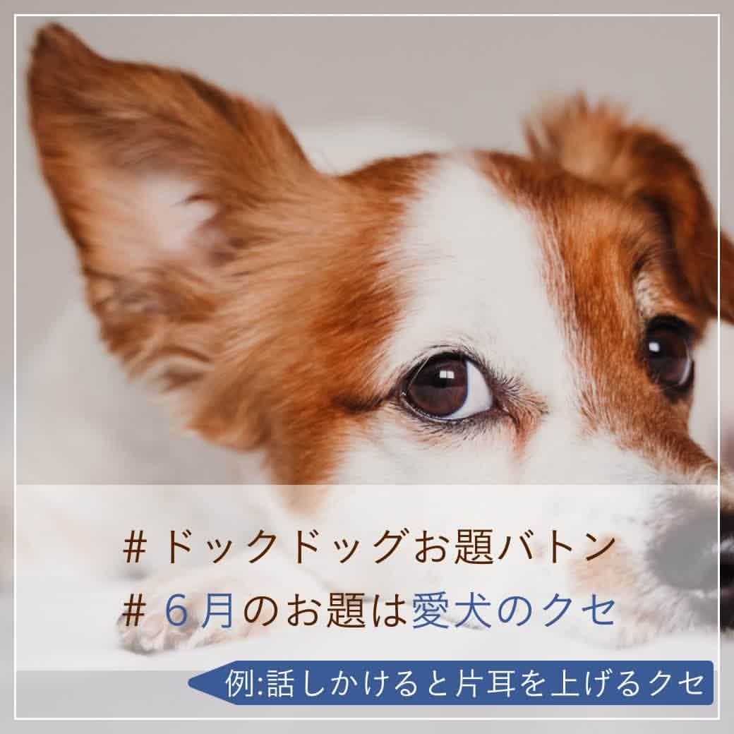 docdogのインスタグラム：「こんにちは！ドックドッグです😉⠀ 今月も #ドックドッグお題バトン に参加します！🌼⠀ ⠀ さて、#6月のお題は愛犬のクセ  です😊☀️⠀ ⠀ みなさんの愛犬のクセは何ですか？🐾⠀ 写真は、話しかけると片耳だけ上げてこちらを見るクセ🐶です😂⠀ ⠀ ということで、⠀ #ドックドッグお題バトン ⠀ #6月のお題は愛犬のクセ ⠀ バトンは置いておきますね🌼⠀ ⠀ バトンは自分ではじめても、何人に回しても、回さなくてもOK🐶✨⠀ ⠀ 愛犬のお気に入りショットにハッシュタグを付けてどんどん投稿してくださいね！🥰⠀ ⠀ #ドックドッグお題バトン ⠀ #6月のお題は愛犬のクセ　⠀ #片耳を上げるクセ　⠀ #ドックドッグ ⠀ #docdog」
