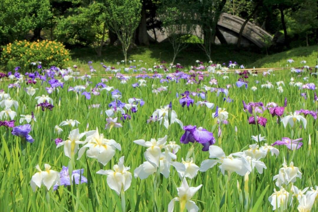 THE GATEさんのインスタグラム写真 - (THE GATEInstagram)「【 Koishikawa Korakuen Gardens// #Tokyo 】 Made in 1629, Koishikawa Botanical Gardens is a traditional Japanese garden located near Tokyo Dome.  l Quite a few of the scenes in the garden are inspired by famous Chinese landscapes.  l The garden is loved by locals for its cherry blossoms in the spring and its fall foliage. . ————————————————————————————— ◉Adress 1-6-6 Koraku, Bunkyo-ku, Tokyo ————————————————————————————— THE GATE is a website for all journeys in Japan.  Check more information about Japan. →@thegate.japan . #Japan #view #travel #exploring #visitjapan #sightseeing #ilovejapan #triptojapan #japan_of_insta #療癒 #instagood #粉我 #赞 #travelgram #instatravel #unknownjapan #instagramjapan #instaday #Iris #irisflower #bulaklak #꽃 #flowerstagram #flowerlovers #koishikawakorakuen #koishikawa」6月10日 12時00分 - thegate_travel