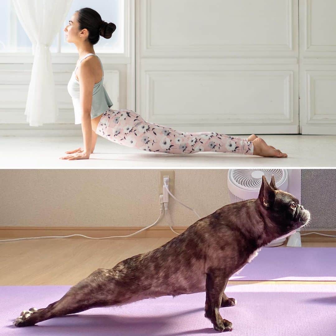 芥川舞子のインスタグラム：「夢のコラボ。  #フレブル花子 #urdvamukasvanasana  #upwardfacingdog  #ウルドゥヴァムカシュヴァナーサナ  #上を向いた犬のポーズ」