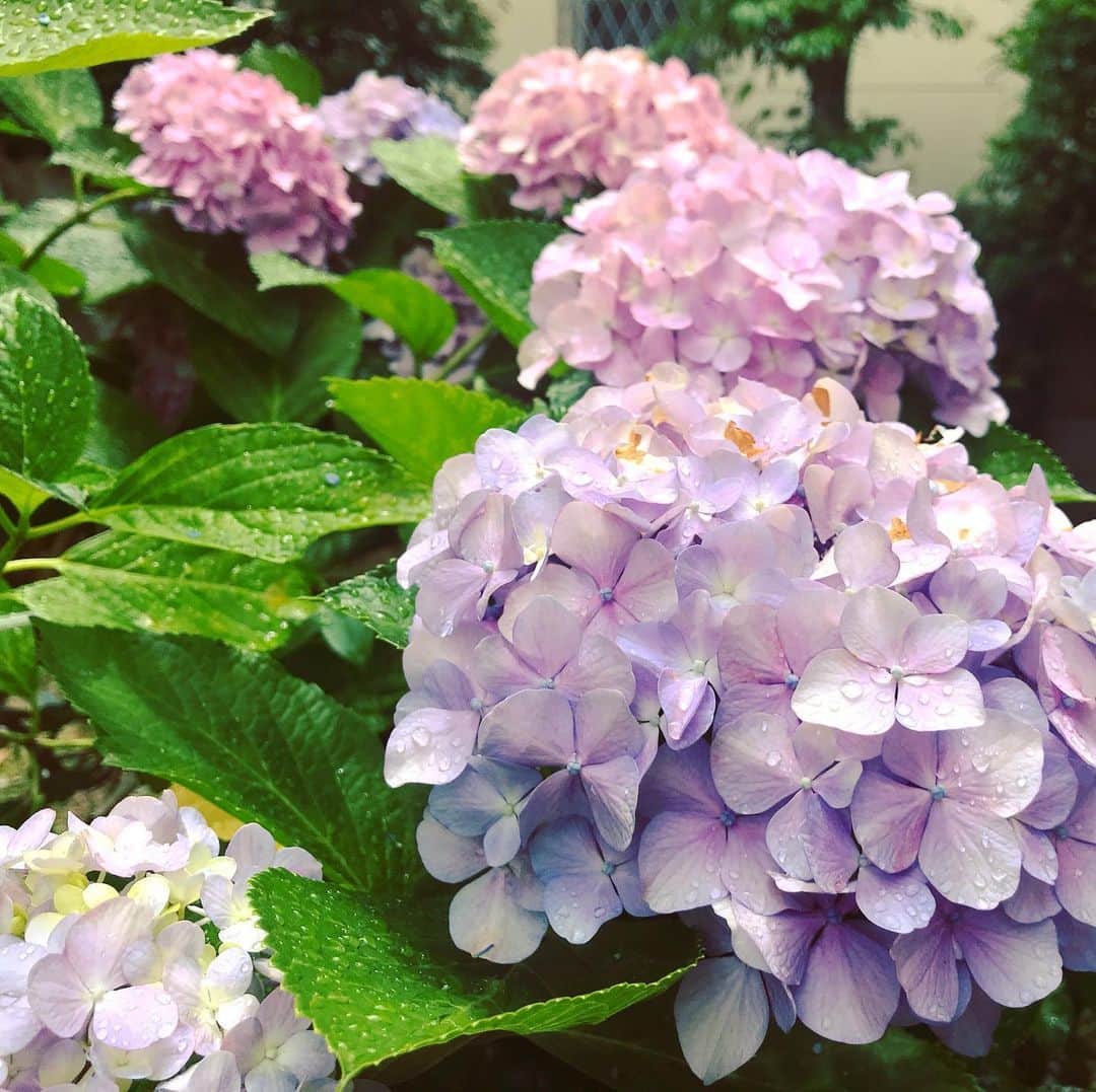 小嶋晶子さんのインスタグラム写真 - (小嶋晶子Instagram)「The rainy season has begun.🐌💠☔️ #梅雨入り」6月10日 13時29分 - kojimamajiko