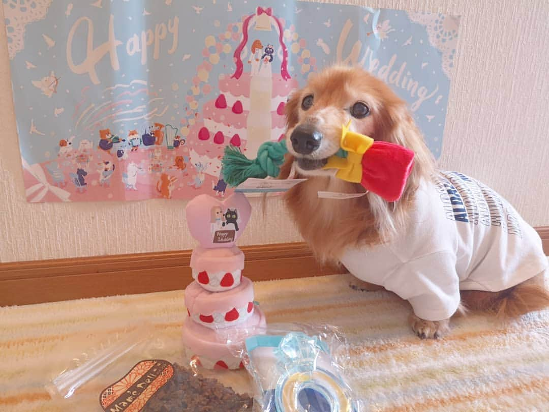 ?モデル?大地?さんのインスタグラム写真 - (?モデル?大地?Instagram)「♪🐾2020*6*10🐾 . @pecobox_official さんの 🎁pecobox🎁が 今月も🐶ボクの所に📮届いたよ🎶 😆😆😆ﾋｬｯﾎｰｲ🎶 . . pecoboxは、毎月楽しいテーマがあって😆 . 🐾その子の好みに合わせた❤可愛いオモチャや 素材にこだわったオヤツが入っている 🎁ご褒美BOXなんだって🎶🤗 . . 今月のテーマは 【⛪ハッピーウェディング💍】 お楽しみのオモチャは…😆😆😆 . . 【🎂Sweet♡🍓いちごのウェディングケーキ】 . ✨豪華な伸び〜るウエディングケーキが登場！？ てっぺんの新郎新婦を押すとピーピー音がなるよ。  小型、中·大型の子には3段ケーキ、 超小型犬にはハートも伸びる2段ケーキが届きます♪ ※小型、中.大型の子の3段ケーキは、ハートと1 段目のケーキがくっついています . . 【 🌹誓いのブートニアロープ】 . 🌹おしゃれなブートニアでぶんぶん遊んじゃおう。 ロープを沢山噛んで楽しく歯磨き♪ 🌹お花の部分はパリパリ音がするよ。 . . 【Marry me ring】 .  気分はまるで💍リングドッグ！！ 💍指輪をくわえたうちの子を📷パシャリ♪  TPR 素材で満足感のある噛みごこちです。🌿ミントの香り付き。 . . . お待ちかねの🍖オヤツは…😆😆😆 . 【🐔ささみキューブ】 良質タンパク質が豊富な🐔鶏ささみを 与えやすい一口サイズのキューブタイプにしました . 【🐮牛たん皮キューブ】 . . 🎁pecobox は、 『オモチャ＋オヤツコース』と 『オヤツコース』があって . 🐾その子のサイズ(小型犬*中型犬*大型犬)を選択したり . 【除外したい素材(オモチャ)や食材(オヤツ)】を 伝える事も出来るんだって🎶🤗 . . 途中でコースを変更する事も出来るよ🎶😉👍 . . 🐕ワンちゃん用の他に 😺ネコちゃん用もあるから 詳しくは @pecobox_officialで見てみてね〜🎶🤗 . . 来月のテーマは 【 PECO運動会】 . おうちでも💪元気に遊べるおもちゃが入る予定です！ 🏆ナンバーワンを目指してたくさん遊ぼう🎶 . . 🐾🐾🐾🐾🐾🐾🐾🐾🐾🐾🐾🐾🐾🐾 . #大地#大好き#だいすき #いつも一緒#ずっと一緒 #大地なしでは生きて行けませんw #いぬ#イヌ#犬#わんこ . #ワンコ#愛犬#いぬばか部 #犬バカ部#いぬら部#いぬすたぐらむ #犬のいる暮らし #pecoいぬ部#pecobox#pecoboxが届いたよ #プレゼント#ウェディング . #横浜#yokohama#神奈川 #ミニチュアダックスフンド#ミニチュアダックス #ダックスフンド#ダックス」6月10日 14時10分 - sachi_daichi