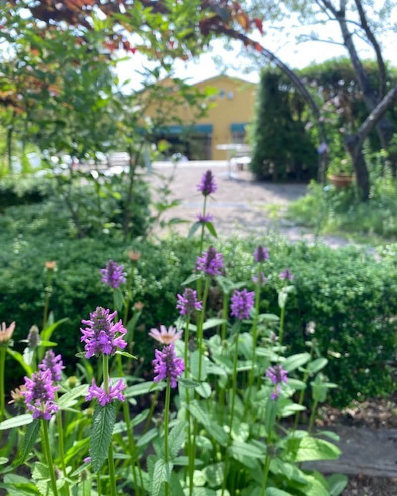 生活の木 メディカルハーブガーデン薬香草園【公式】さんのインスタグラム写真 - (生活の木 メディカルハーブガーデン薬香草園【公式】Instagram)「本格的な梅雨前に﻿ 初夏の日差しと気温になってきました🌞﻿ お庭の植物たちも次々と見頃を迎えています🌿﻿ ツヤっとした美しいグリーンと﻿ お花のコラボレーションをどうぞご覧ください﻿ ﻿ ﻿ 1枚目:ベトニー﻿ ピンク色の花が見頃です🤗﻿ ドライの葉をティーにします。 ﻿ ﻿ 2枚目:エキナセア﻿ ハーブとしても観賞用としても人気です💓﻿ ガーデン内にはホワイトも植わっているので﻿ ぜひ探してみてください😊🔎﻿ ﻿ ﻿ 3枚目:マーレイン﻿ こぼれ種で育つほどとても丈夫です💪﻿ ビロード状の大きな葉っぱは﻿ フラワーアレンジメントにも利用できます💐﻿ ﻿ ﻿ 4枚目:フィーバーフュー﻿ アブラムシが寄り付かないとされるため﻿ バラやキッチンハーブなどの﻿ コンパニオンプランツにオススメ🌹﻿ 可愛いだけじゃないところも魅力です👍﻿ ﻿ ﻿ 5枚目:カシワバアジサイ﻿ 6枚目:アジサイ アナベル﻿ まもなく雨空になる束の間に﻿ 梅雨の代表花☔️アジサイが美しく咲いています﻿ 雨のアジサイも素敵なのでまたご紹介します☺️﻿ ﻿ ﻿ 7枚目:ラバンディンラベンダー グロッソ﻿ 例年よりも早めですが﻿ ラベンダーのツボミが一斉に出てきています⤴️﻿ これから香りが楽しめるベストシーズンです💟﻿ ﻿ ﻿ 8枚目:リンデン﻿ 薬香草園のアイドル❤️✨﻿ リンデンの花が続々と開花しています🥰﻿ リースやブーケ💐お茶☕️に大活躍です✨﻿ ﻿ ﻿ 9枚目:タイサンボク﻿ 遠目に見てもハッキリと分かるほどの大輪🏵﻿ この大きな白い花が咲くと初夏の知らせです📩﻿ ﻿ ﻿ 10枚目:ネムの木﻿ 見上げると、大きな葉っぱが揺れて涼し気🌿﻿ 日差しが強いほど木陰はひんやり心地良いです﻿ ﻿ ﻿ 生活の木 #薬香草園﻿ #メディカルハーブ﻿ #メディカルハーブガーデン﻿ #ハーブハウス﻿ #メディカルハーブハウス﻿ #ハーブ #ハーブ🌿 #ハーブガーデン﻿ #埼玉 #飯能 ﻿ #ベトニー﻿ #エキナセア﻿ #マーレイン﻿ #フィーバーフュー #カシワバアジサイ﻿ #アジサイ　#アナベル﻿ #ラベンダー　#グロッソ﻿ #リンデン﻿ #タイサンボク﻿ #ネムの木﻿ #ガーデン #ガーデナー﻿ #香りのある暮らし﻿ #ハーブのある暮らし﻿ #植物のある暮らし﻿ #ウェルネス #ウェルビーイング」6月10日 14時23分 - treeoflife_garden