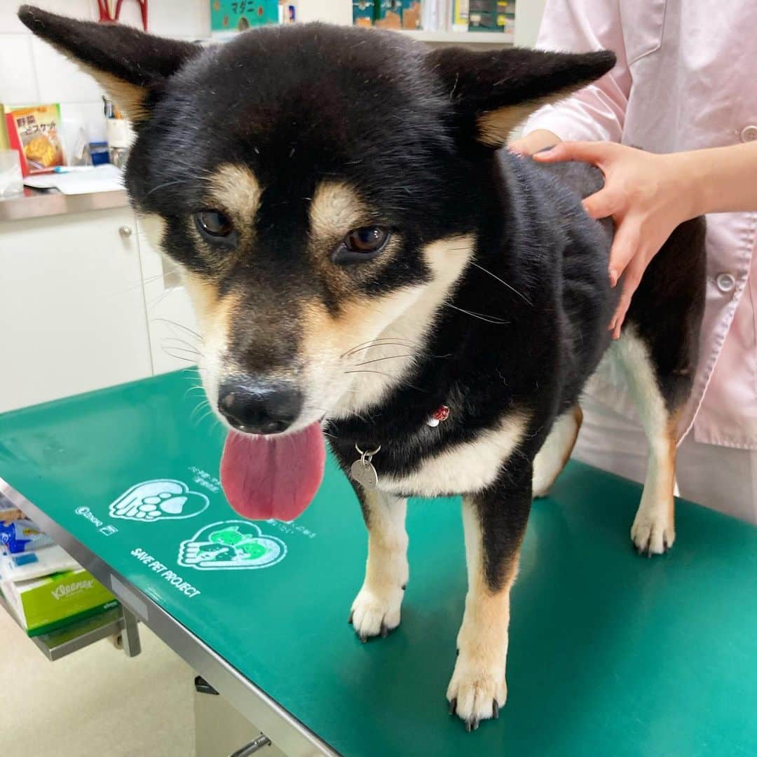vo_coのインスタグラム：「💉 コロナの影響で区から6月推奨されてた狂犬病の予防接種とフィラリアの血液検査を兼ねて2か月ぶりの病院へ 体重は前回より200g増えて8.85kg 最近朝ごはん食べないこと多いけど、「柴犬なんだからヨシ！」とのこと 最近ずーーっと左脇を掻き毟ってたのは、マラセチアによるものとの診断 モメタオティックという外耳炎治療薬を処方され、塗布後に薬用シャンプーで洗い流すのを週2でやる指令😅 週2でシャンポー…なかなかに大変だけどこたつの痒いのが治るなら頑張らねば… 今日は予防接種してるからシャンポー禁止梅雨前の最後の晴天でシャンポー日和なんだけどまあ仕方ない 明日から頑張って治そうね！ * #shibastagram #instashiba #shiba #shibainu #黒柴 #柴犬」