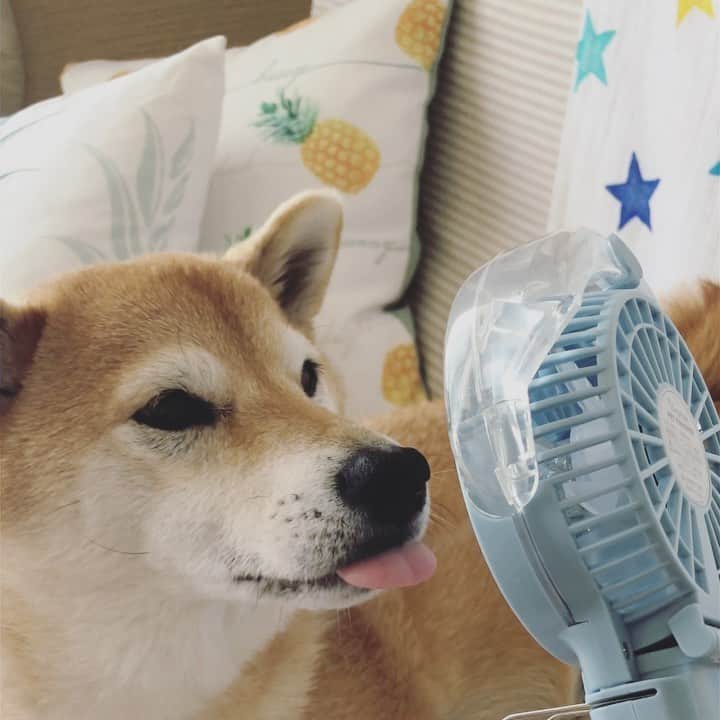 マロたんのインスタグラム