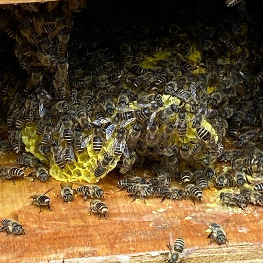 岡田美里さんのインスタグラム写真 - (岡田美里Instagram)「まさかの大事件で 蜂蜜の初収穫🍯✨✨」 「たいへ〜ん💦 蜂のお家から蜜蜂が溢れてる〜🐝🐝🐝」 (虫が苦手な方は3枚目以降は見ないでね) 「先生に電話しよう！」(きのこ王と私) 「それは暑さで涼みに外に出てるのですよ。」 「あー、良かったぁ…。」 「じゃ、巣箱の扉を開けてチェックしてくださいね！」 すると…入口に蜂の巣が落っこちてしまってました😭 「先生〜💦一枚落ちちゃった💦💦💦😭😭😭」 「中を鏡に写して見てください。他にもぶら下がってますか？」 (先生、冷静) 「ハイ、4枚の蜂の巣がぶら下がってます🐝🐝🐝🐝」 「じゃあ、大丈夫。蜂の子が生きてるところは元に戻して蜂蜜は取っていいですよ✨」 で、なんと✨ 蜂蜜🍯収穫✨✨✨ おいすぃぃいぅぃぃ〜〜🍯✨✨✨✨✨✨ 今の季節は… 藤、ミツバツツジ、ラベンダー、マーガレット、ルピナス、薔薇、アイリスかなぁ。  キッチンネットにぶら下げて3日くらいでゆっくり落とします。 はぁあぁぁアァ、びっくりしたけど嬉しい〜😆✨ 味見しに来て〜(先着3名様)  #養蜂 #日本蜜蜂 #日本蜜蜂養蜂 #ハチミツ #蜂蜜 #森と蜂蜜」6月10日 15時16分 - millieokada