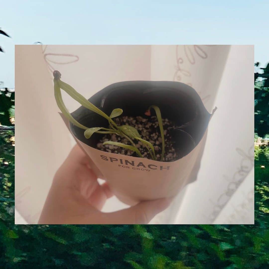 BmF【公式】さんのインスタグラム写真 - (BmF【公式】Instagram)「ほうれん草の芽が出てきました🥬﻿ たくさん埋めたのに２つしか出てこなかった😅﻿ ﻿ #kurumi #BｍF #ビーマイナーエフ　﻿ #家庭菜園」6月10日 16時03分 - bmf_twr