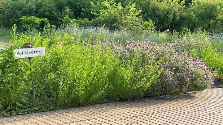 生活の木 メディカルハーブガーデン薬香草園【公式】のインスタグラム