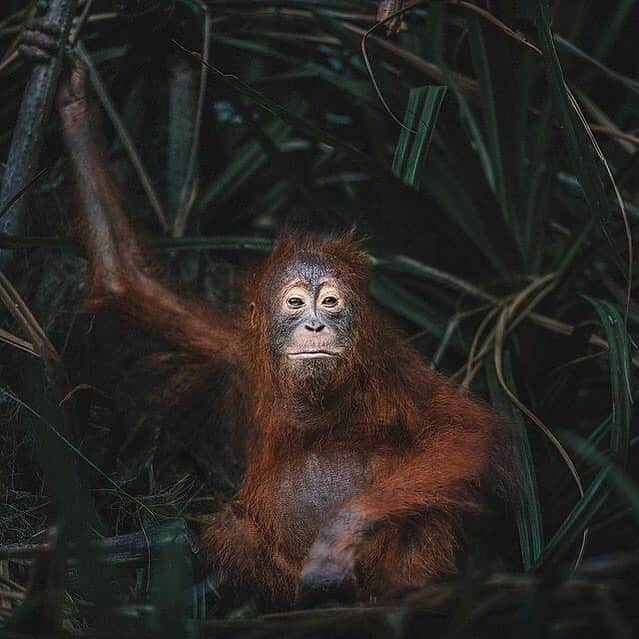OFI Australiaさんのインスタグラム写真 - (OFI AustraliaInstagram)「Stunning photo of an infant orangutan in the wild captured by acclaimed wildlife photographer Donal Boyd @donalboyd on a recent trip to Tanjung Puting National Park, Borneo.  ____________________________________ 🦧 OFIA Founder: Kobe Steele kobe@ofiaustralia.com | OFIA Patron and Ambassador: @drbirute @orangutanfoundationintl @orangutan.canada www.orangutanfoundation.org.au 🦧 🧡 🦧 #orangutan #orphan #rescue #rehabilitate #release #BornToBeWild #Borneo #Indonesia #CampLeakey #orangutans #savetheorangutans #sayNOtopalmoil #palmoil #deforestation #destruction #rainforest #instagood #photooftheday #environment #nature #instanature #endangeredspecies #criticallyendangered #wildlife #orangutanfoundationintl #ofi #drbirute #ofiaustralia #FosterAnOrangutanToday」6月10日 16時41分 - ofi_australia