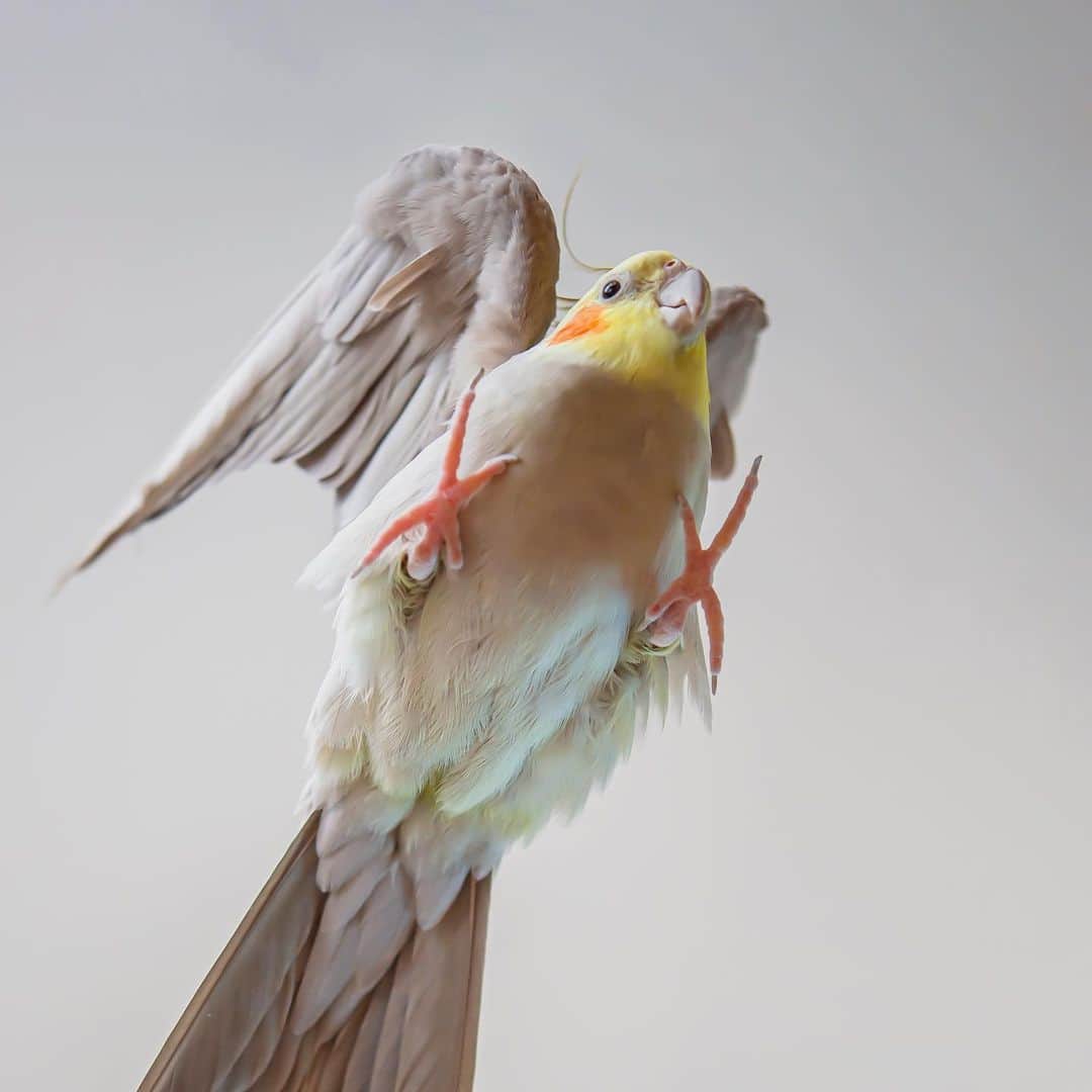 YURAPOi ゆらぽぃさんのインスタグラム写真 - (YURAPOi ゆらぽぃInstagram)「Perfect  Bird 下からぽぃちゃん  #light_nikon camera：Nikon D4s lens：Micro NIKKOR 60/2.8」6月10日 16時33分 - ryoichisakai