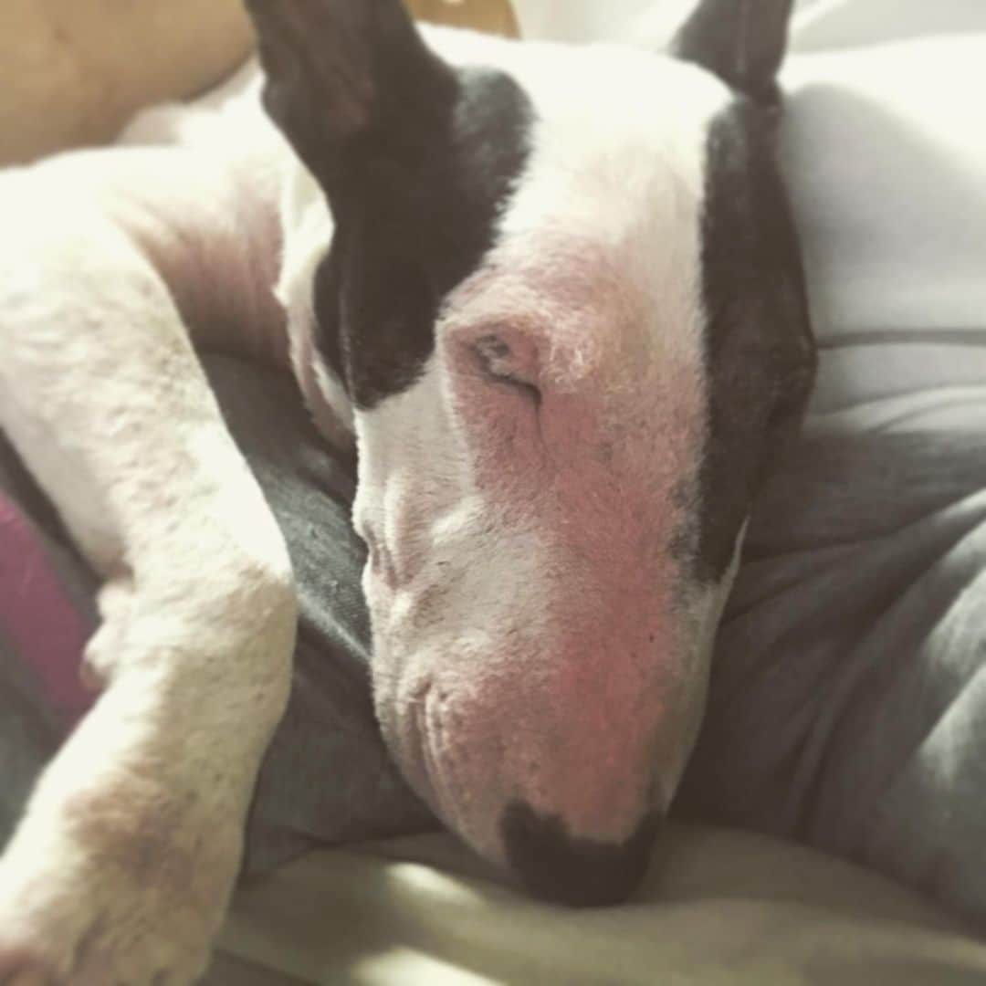 のインスタグラム：「#minituru#bull#terrier#minibullterrier#miniturubullterrier#dog#dogstagram#cute#qtaro#love#family#ミニチュア#ブルテリア#ミニチュアブルテリア#Q太郎」