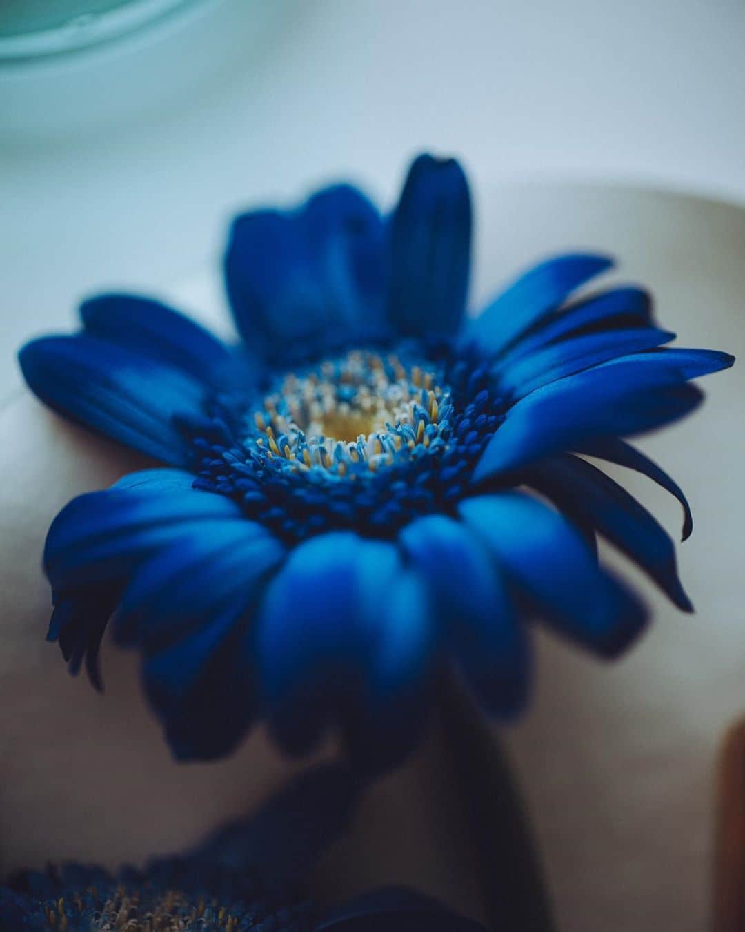 林響太朗のインスタグラム：「#flower #blue #photography #hana」