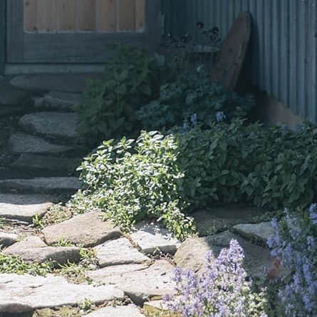 ヒラハルのグルメインスタ