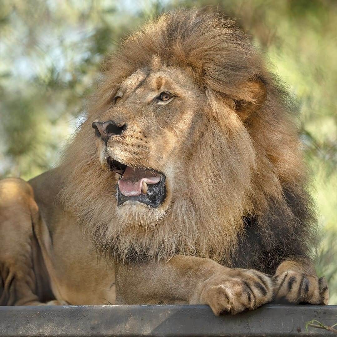 San Diego Zooさんのインスタグラム写真 - (San Diego ZooInstagram)「BIG news: We're roaring back! 🦁 The San Diego Zoo and @sdzsafaripark will open to the public on June 20th, with a series of member and donor appreciation days leading up to our opening. We've missed you all and can't wait to welcome you back. If you plan on visiting, please read up on what your visit will entail. Link in bio. #RoaringBack #WeMissedYou #SanDiegoZoo #SavingSpecies」6月11日 2時30分 - sandiegozoo