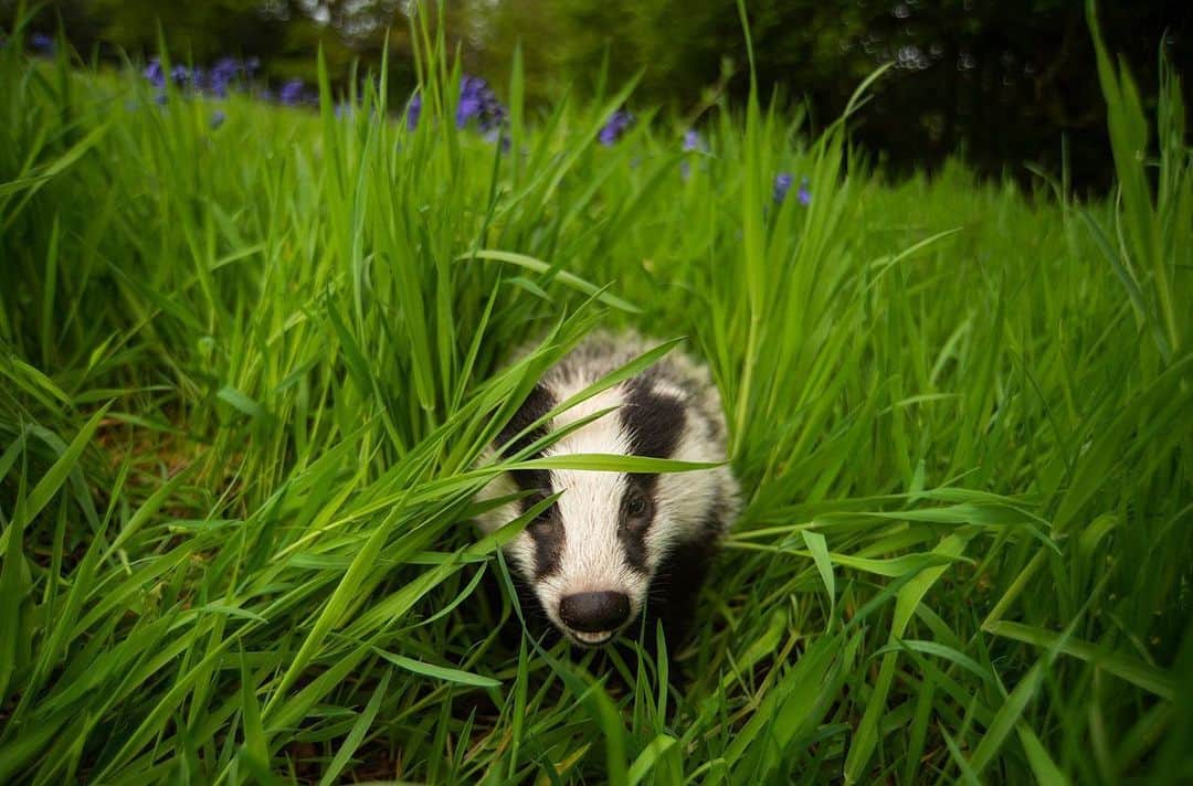 thephotosocietyさんのインスタグラム写真 - (thephotosocietyInstagram)「Photograph by @andyparkinsonphoto/  Bertie the badger – On most evenings now, when my wife and I go to check on our horse, we will often see Bertie snuffling around in the field bottom. We often don’t get down there until about 10pm, more than enough time for Bertie to be out and about on his evening wanderings, often stopping to slake his thirst in the water bowl that we put down for him nightly. Now more than a year old he still has the same distinctive, uniquely comedic characteristics. He still scuttles in the same ridiculous fashion, still stops and looks startled like no other badger, still blunders through the wood with all of the grace and poise of a bull trying to tiptoe out of a china shop! He was, and is, one of a kind and the privilege of the time that we were able to spend with him last Spring, at his most vulnerable time, will live long in our memory. These long dry days however present innumerable challenges for badgers, the difficulty of finding enough food forces many into starvation as their preferred food items disappear deep underground. I make no bones about the fact that I assist Bertie and his family during these challenging times and I am happy to admit that I will rarely, if ever, ‘let nature take its course’. Where I can I will help, where I can save a life I will, where I can make a difference it is to me a no-brainer. A great many of the challenges that our animal cousins face are either human made, or at least exacerbated by our rapacious activity and so, to blithely sit back and witness suffering, all under some phoney, self-aggrandising notion of the importance of not getting involved, this is not my way, this is not my character. Had Claire and I not stepped in, had we not fed and watered this little soul when he needed help the most, then he would simply not be here. This precious life would no longer exist, and all the lives that will spring forth from the’Bertster in his years ahead would also have been lost. For what exactly? I know for certain that the world is richer for having him in it and you can be damn sure that whenever and if ever he needs a little help from us in future, then we will absolutely be there for him.」6月11日 3時33分 - thephotosociety