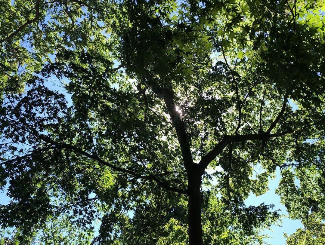 若森さちこさんのインスタグラム写真 - (若森さちこInstagram)「久しぶりに井の頭公園へ。 良い天気☀️ #park #walk #ray #tree #井の頭公園 #吉祥寺」6月10日 18時50分 - pistachico