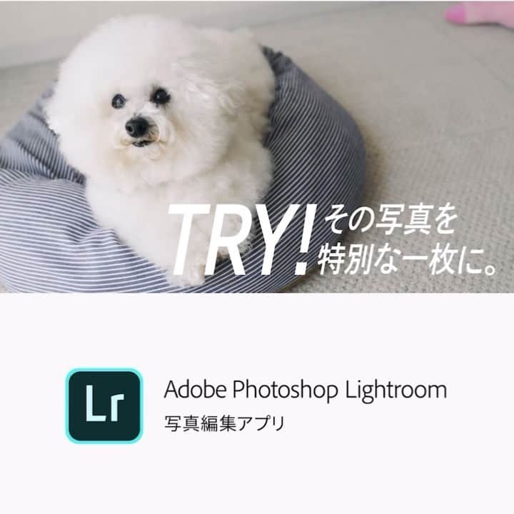 ゆうのインスタグラム：「. . 最近、DMでアーニーですか？？ ってご連絡を下さる方が多いのですが アーニーでございます🐶✨ . 少し前からadobeのLightroomの 広告へ出演させて頂いております。 . 心配して連絡下さった皆様 ありがとうございます🥰 . . . .」