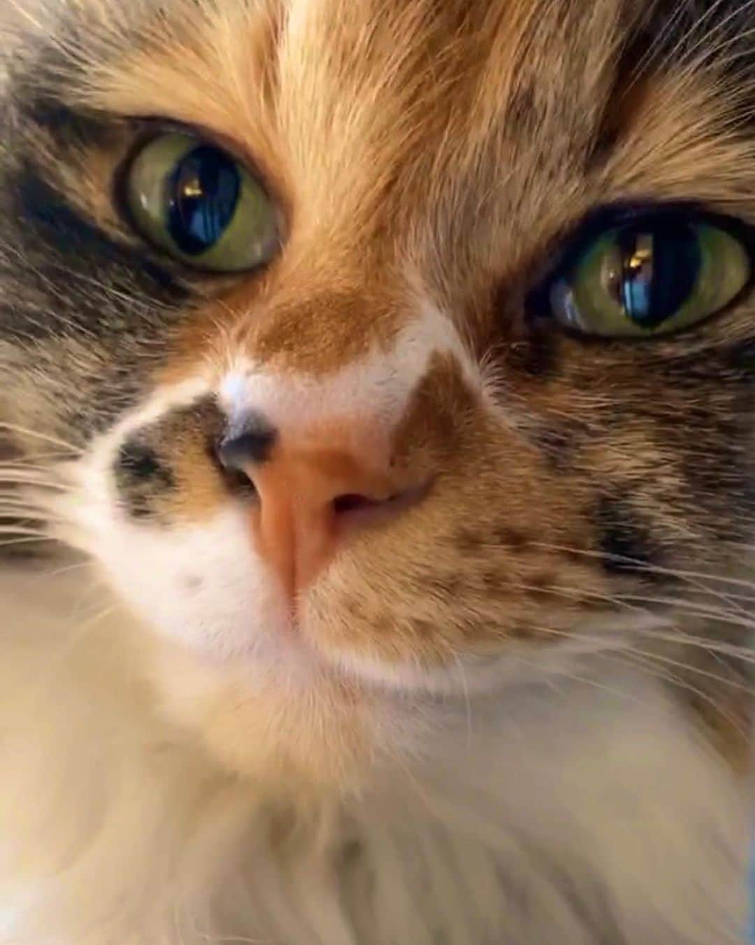 富永沙織さんのインスタグラム写真 - (富永沙織Instagram)「私の癒し☺️🌹 My cat “MEI” is healing for me😊✨ ・ #癒し#猫 #猫と私 #猫好きな人と繋がりたい #myhealing #catstagram #catlover #catlove #love #cat #eyes #目 #relaxtime #リラックスタイム #仲良し姉妹 #猫のいる暮らし #catlife🐾 #猫好き女子 #instadaily #ナチュラル #natural #いやしねこ #nofilter #大人女子 #actresslife #actress #model #モデル #女優 #優しい猫」6月10日 19時19分 - saori_tominaga