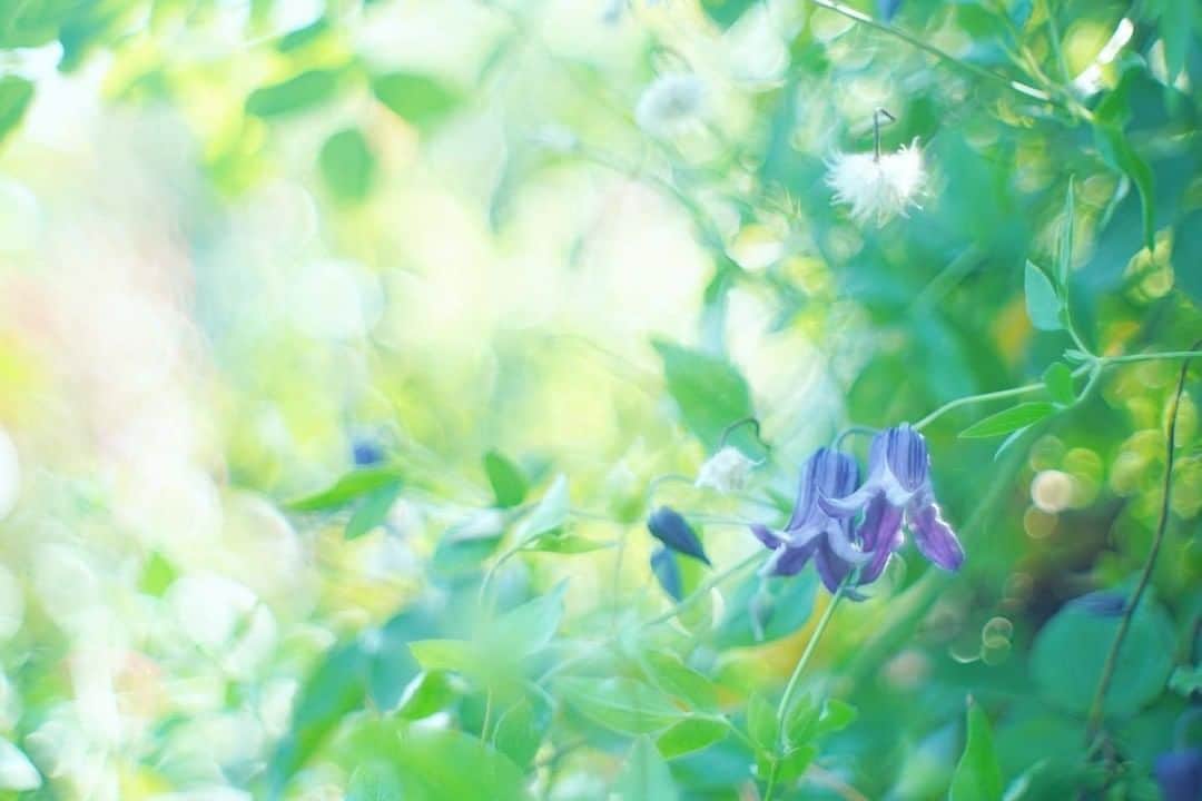 花の写真館さんのインスタグラム写真 - (花の写真館Instagram)「Photo by @may.527.⠀ https://instagram.com/may.527/⠀ .⠀ Original Post[投稿いただいたURL]⠀ https://www.instagram.com/p/B1r54ecAXyf/⠀ .⠀ 本アカウントは、 #私の花の写真 をつけてInstagramに投稿された皆さまの花の写真や、「花の写真館」Facebookページで投稿された花の写真を紹介します。⠀ 「花の写真館」Facebookページは、「 @floral.photograph 」のプロフィールにあるURLからご覧ください。⠀ .⠀ ※各自、政府、自治体など公的機関の指示に従った行動をお願いします。⠀⠀ 東京カメラ部および分室では、写真を「見る楽しみ」を提供することを通して、微力ながら皆様にわずかな時間でも癒しをお届けしたいと思っております。⠀ ※本アカウントは東京カメラ部がFacebook、Instagramのサービスを利用して運営しているもので、Facebook社・Instagramとは一切関係ありません。⠀ .⠀ #花の写真館 #floralphotograph #floralphoto #flower #flowers⠀ Follow: @floral.photograph」6月10日 19時30分 - floral.photograph
