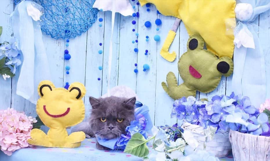 池田真一のインスタグラム：「愛猫のちゃこべぇを美容院に連れてったら美容院の方が写真を撮って送ってくれた！めちゃくちゃ可愛い！ けどちゃこべぇブチギレてない！！？？ 信じられんぐらいガン飛ばしてる。」