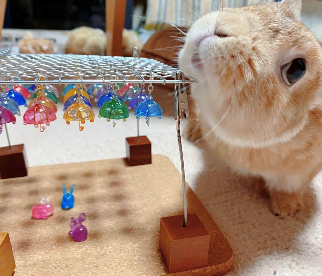 ラン?さんのインスタグラム写真 - (ラン?Instagram)「ランが巨大うさぎ🐰みたいになってる(｢・ω・)｢がおぉー！ ☆ レジンでミニチュアアンブレラスカイ☂️作ったの～♡ 見てぇ～( *´꒳`* ) StayHome期間にコツコツと作りました😊 レジンのちっこいうさぎさんも添えて♡ ☆  #うさぎ #ネザーランドドワーフ #rabbit #bunny #bunnystagram  #rabbitstagram  #cute  #かわいい #ふわもこ部  #もふもふ  #zip写真部  #アニマル写真部 #instagramjapan #netherlanddwarf #うさぎと暮らす  #うさぎのいる暮らし #癒し #kawaii #ランちゃん  #レジン #傘レジン #アンブレラスカイ  2020.06.10」6月10日 20時04分 - mofumofuusako