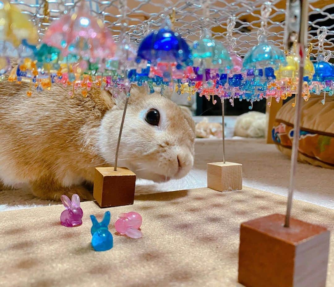 ラン?さんのインスタグラム写真 - (ラン?Instagram)「ランが巨大うさぎ🐰みたいになってる(｢・ω・)｢がおぉー！ ☆ レジンでミニチュアアンブレラスカイ☂️作ったの～♡ 見てぇ～( *´꒳`* ) StayHome期間にコツコツと作りました😊 レジンのちっこいうさぎさんも添えて♡ ☆  #うさぎ #ネザーランドドワーフ #rabbit #bunny #bunnystagram  #rabbitstagram  #cute  #かわいい #ふわもこ部  #もふもふ  #zip写真部  #アニマル写真部 #instagramjapan #netherlanddwarf #うさぎと暮らす  #うさぎのいる暮らし #癒し #kawaii #ランちゃん  #レジン #傘レジン #アンブレラスカイ  2020.06.10」6月10日 20時04分 - mofumofuusako