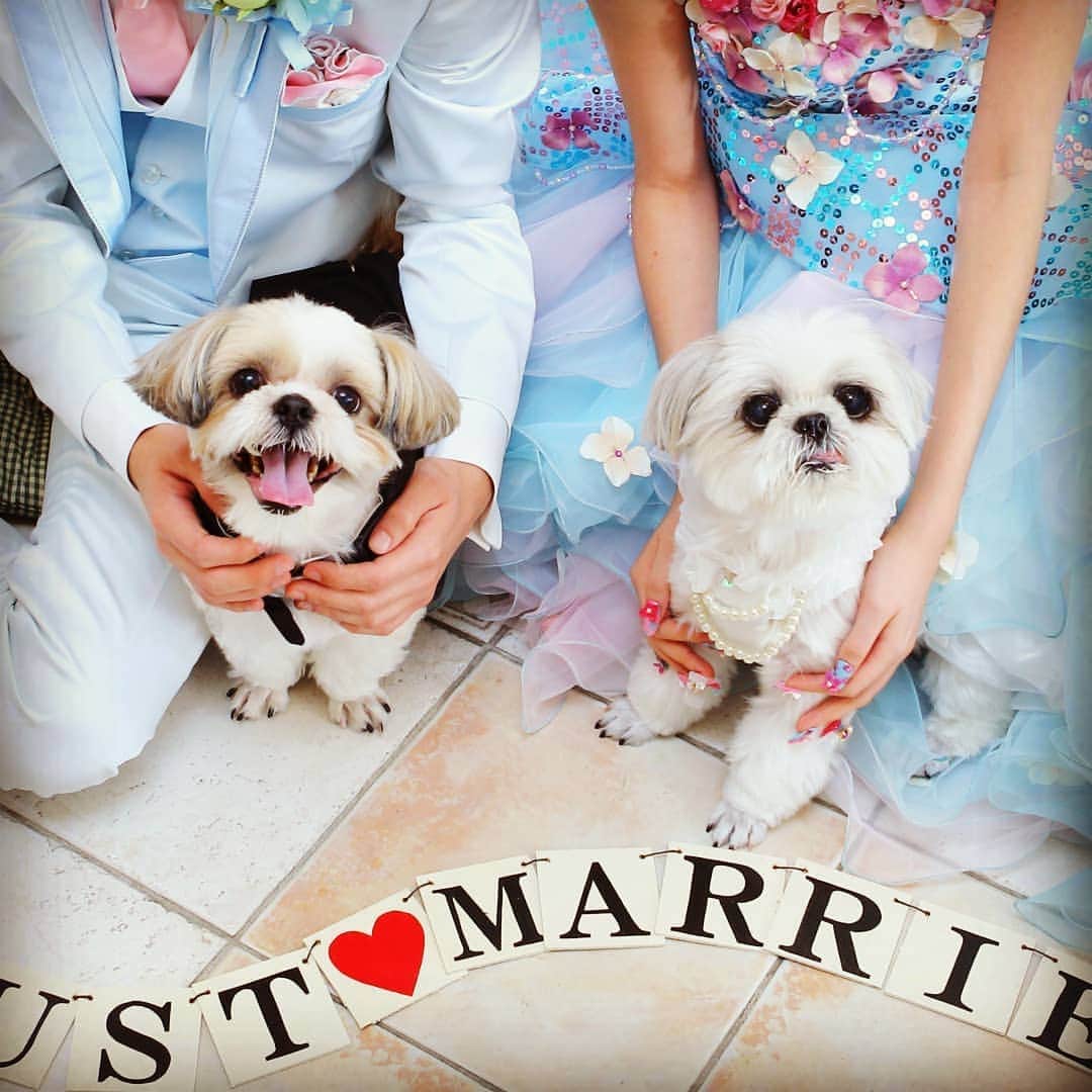 deuxzero デゼーロのインスタグラム：「デゼーロスタッフブログが更新されました✨ テーマは「ペットWEDDING」🐩🐾 動物好きの皆さん、必見です✌  100組1:00通りのWEDDINGが叶う、直営式場デゼーロではオリジナル演出が満載♪ 「デゼーロ→プロデューサーブログ」で今すぐ検索👍  #神戸ウェディング #神戸結婚式 #ペット #オリジナルウェディング #デゼーロ神戸 #デゼーロ」