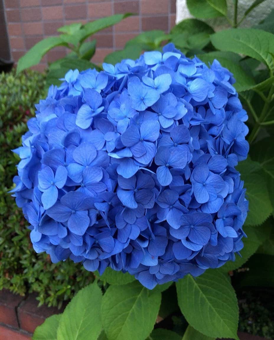 狩野舞子さんのインスタグラム写真 - (狩野舞子Instagram)「・ 青い💙すごく青い💙青みが凄み💙 吸い込まれそう！言い過ぎ？ ・ #紫陽花 #まだ梅雨入りしてないのに #何回紫陽花載せるんだろう #好きなんだな」6月10日 20時54分 - kanochan715