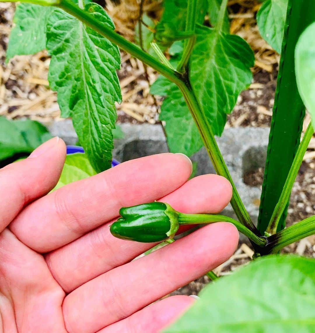 美蘭レンナさんのインスタグラム写真 - (美蘭レンナInstagram)「mimi's farm #初心者#家庭菜園記録 🌱🌱 ちびピー　ならぬ　ちびピーマン😆✨💕 雨が降る前に📷✨✨ 可愛い❤️大きくなあれ🌿 . mimi . . #家庭菜園#家庭菜園初心者#初心者#記録#ピーマン#ピーマン栽培#チビピー#可愛い#土いじり#畑#ファーム#楽しい#おうち時間#園芸#野菜#野菜作り#梅雨#6月#10日#小さな庭#小さな幸せ #mimisfarm#mimi#farm#baby#greenpepper#june#tenth」6月10日 21時03分 - renna_miran33