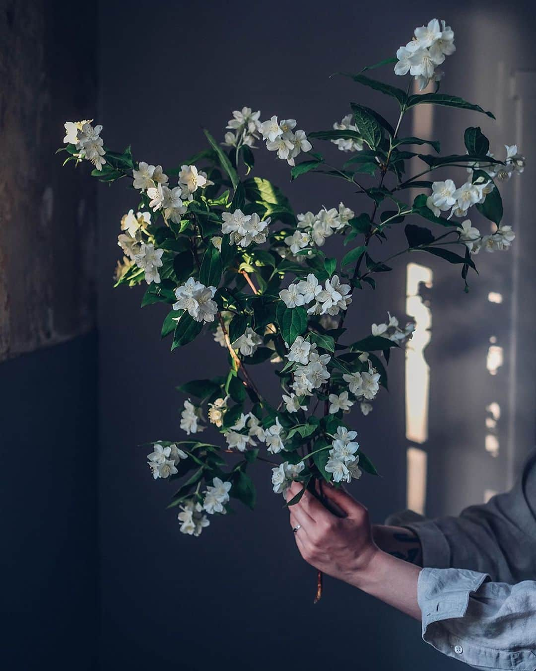 Our Food Storiesさんのインスタグラム写真 - (Our Food StoriesInstagram)「Jasmine from the garden 🌿✨ ____ #flowerphotography #jasmine #stilllifephotography #momentslikethese #simplejoys #verilymoments #blooooms #gardenflowers」6月10日 21時14分 - _foodstories_