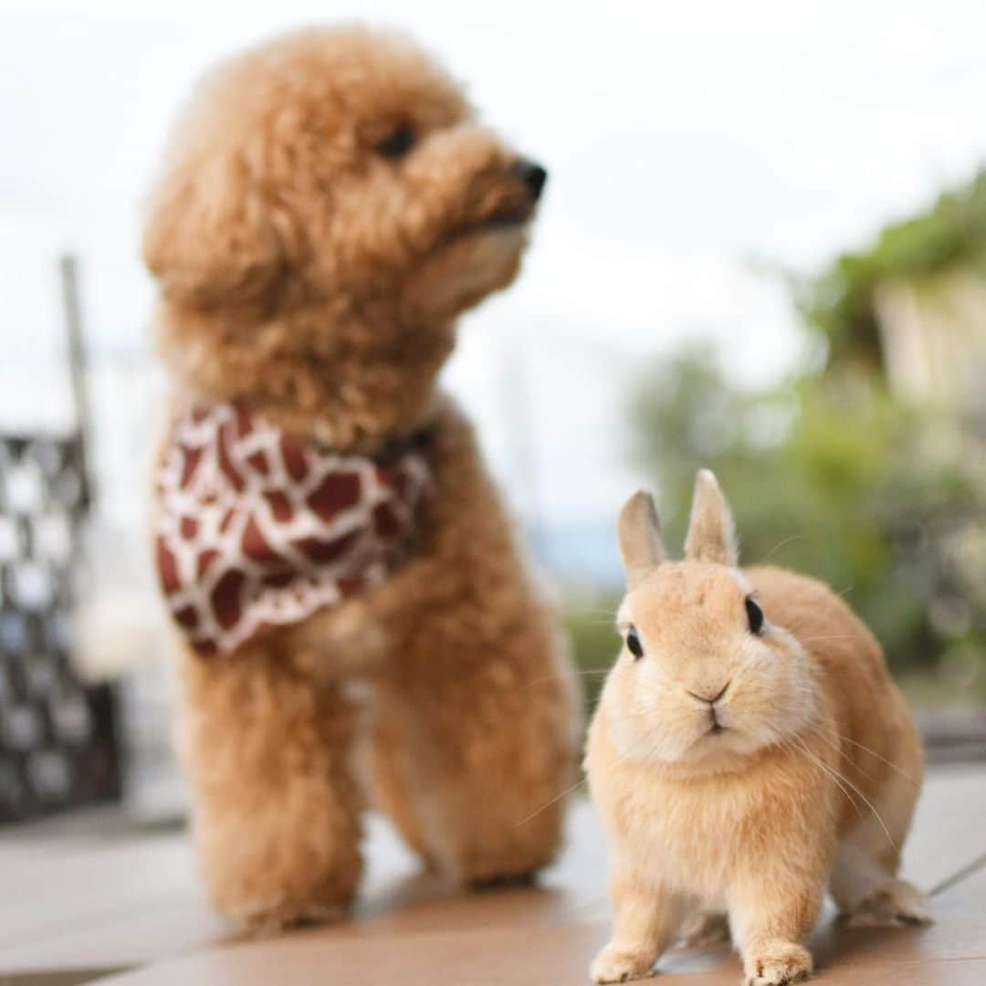 yun.ゆんさんのインスタグラム写真 - (yun.ゆんInstagram)「lemon.🍋＋cotton.💭 コットンがお散歩から帰ってきたら、迎えにきたんでしゅよ。🍋 : : コットンは、レモンのくしくしのおこぼれ待ちでした。💞😁 : : :  #うさぎ#ウサギ#ネザーランドドワーフ#ZIP写真部#レモン#ふわもこ部#マーチ#犬とうさぎ#おうち時間#ベージュ組 #rabbits#rabbitsofinstagram #rabbitstagram #petstagram #march#instapet#cutepetclub #instarabbit #bunnies #bunnylove #lapin #pecotv #WeeklyFluff #lemon #netherlanddwarf #dailyflufffeature#animalland#pecotvㅤㅤㅤㅤㅤㅤㅤㅤㅤㅤㅤㅤㅤㅤㅤㅤㅤ」6月10日 21時15分 - march.lemon