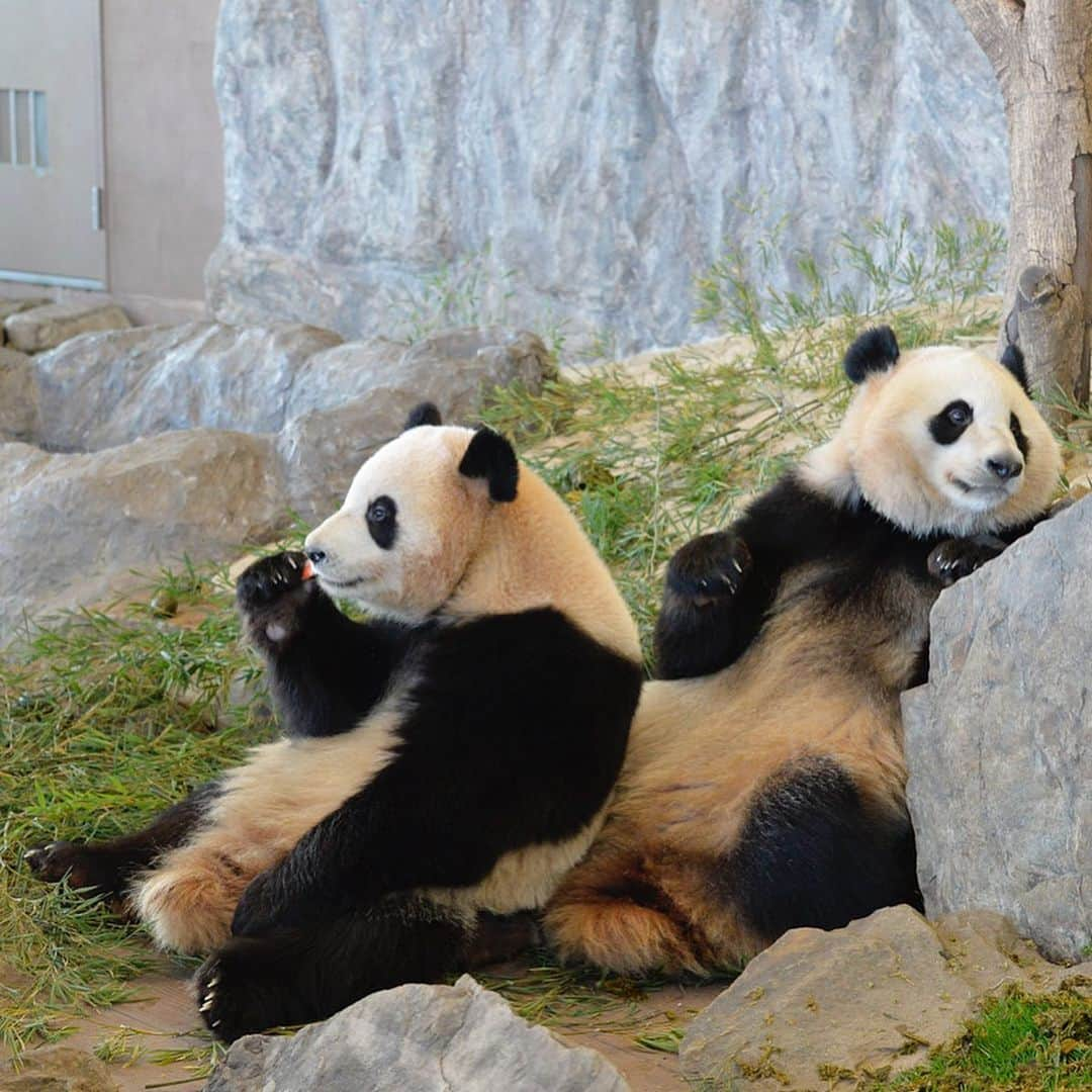 パンダ（白浜）さんのインスタグラム写真 - (パンダ（白浜）Instagram)「#桜浜　#桃浜　🌸🍑 keeping in touch 🐼😊🐼 #ADVENTUREWORLDPANDAS #baby #HELLOLITTLE #pandamental #hellopanda #ハローリトル #ハローパンダ #パンダグラビア #パンダ　and #panda #pandababy 🐼🐼🐼」6月10日 21時19分 - hellopanda_book