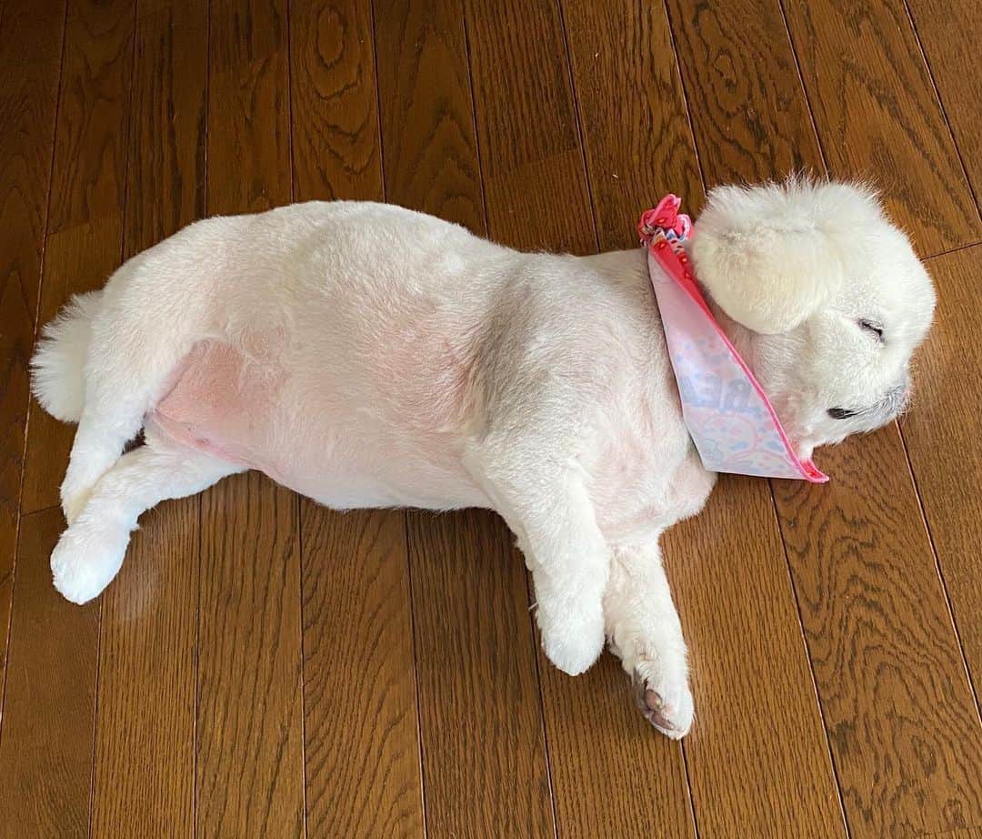 こなつのインスタグラム：「おやすみにーず🐖🐖🐖💓」