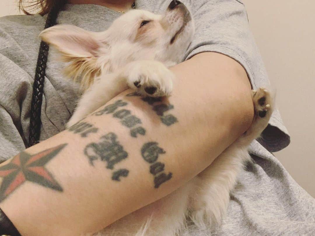 清春さんのインスタグラム写真 - (清春Instagram)「#チワックス #犬  #chihuachs  #dog」6月10日 22時34分 - kiyoharu_official
