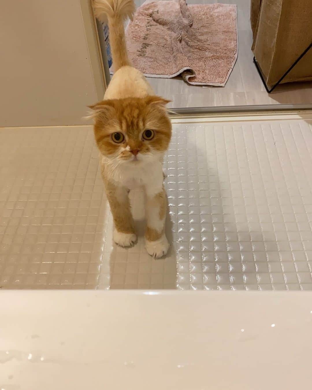 池田真一さんのインスタグラム写真 - (池田真一Instagram)「お風呂でのぼせてないか心配して見に来てくれるうちの愛猫のべいべぇです！」6月10日 22時38分 - wartdebu