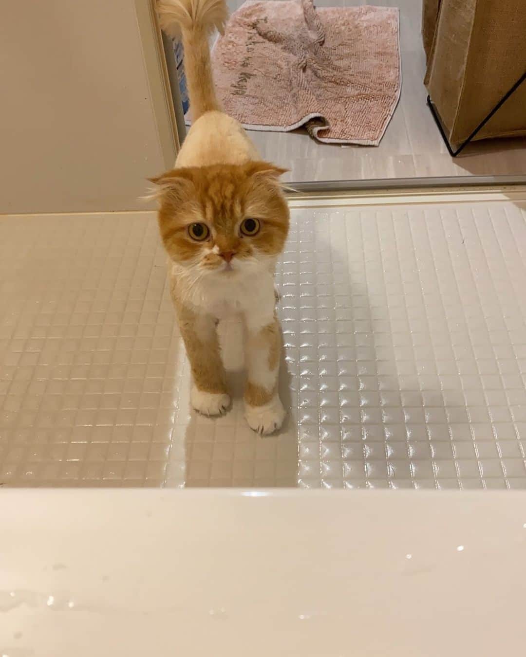 池田真一のインスタグラム：「お風呂でのぼせてないか心配して見に来てくれるうちの愛猫のべいべぇです！」