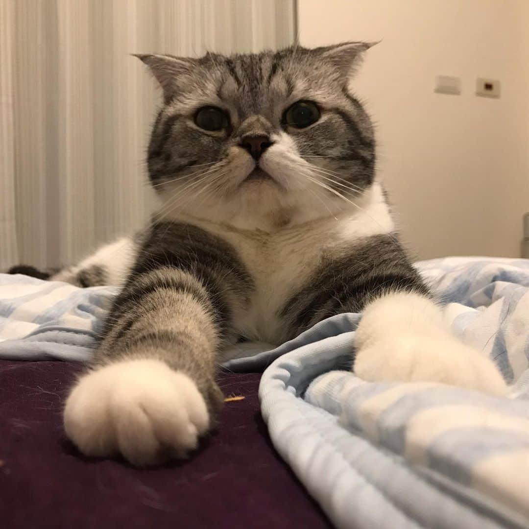 KATSUOのインスタグラム：「#cat #catsofinstagram #instacat #cutecat #katsuo #pawsome」