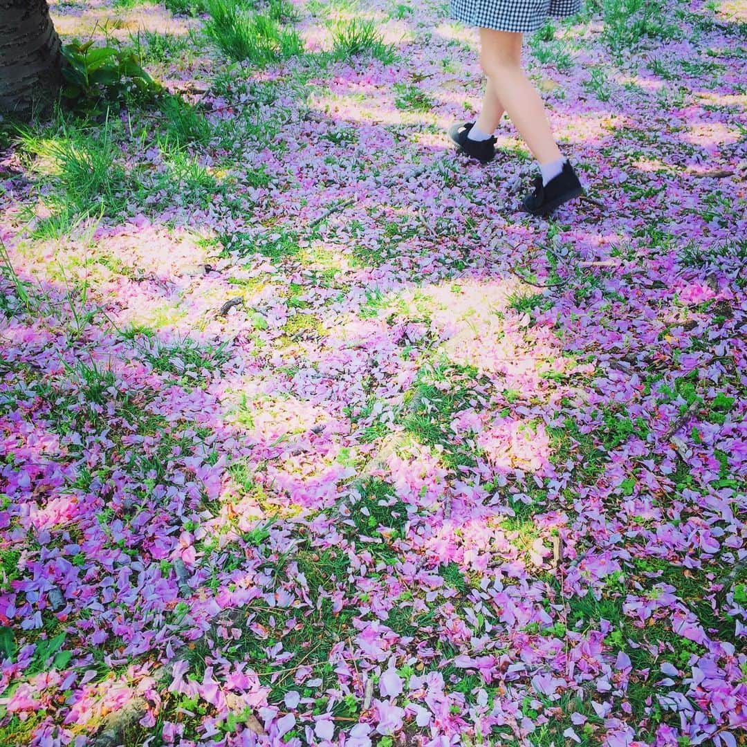 takayuki oheのインスタグラム：「春の想い出。 #春 #桜 #spring #sakura #cherryblossom」