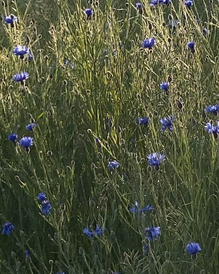 Mathilde Goehlerのインスタグラム：「The birds (sound on)」