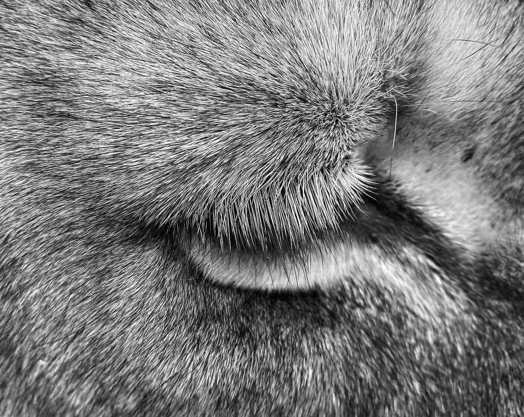 Kevin Richardson LionWhisperer さんのインスタグラム写真 - (Kevin Richardson LionWhisperer Instagram)「Love those lashes! Ginny is rocking them. Have you ever really looked at a lion’s face closely? Ever noticed the precisely painted white stripe below and to the side of the eye and wondered what its significance is? Next time you encounter an animal try to have a real good look at it and not just see the overall shape of what your brain tells you the animal looks like because you’ve seen it so many times and recognise the overall shape.  PS the white stripes are to reflect and available ambient light into the eye and onto the retina for better night vision.」6月11日 0時16分 - lionwhisperersa